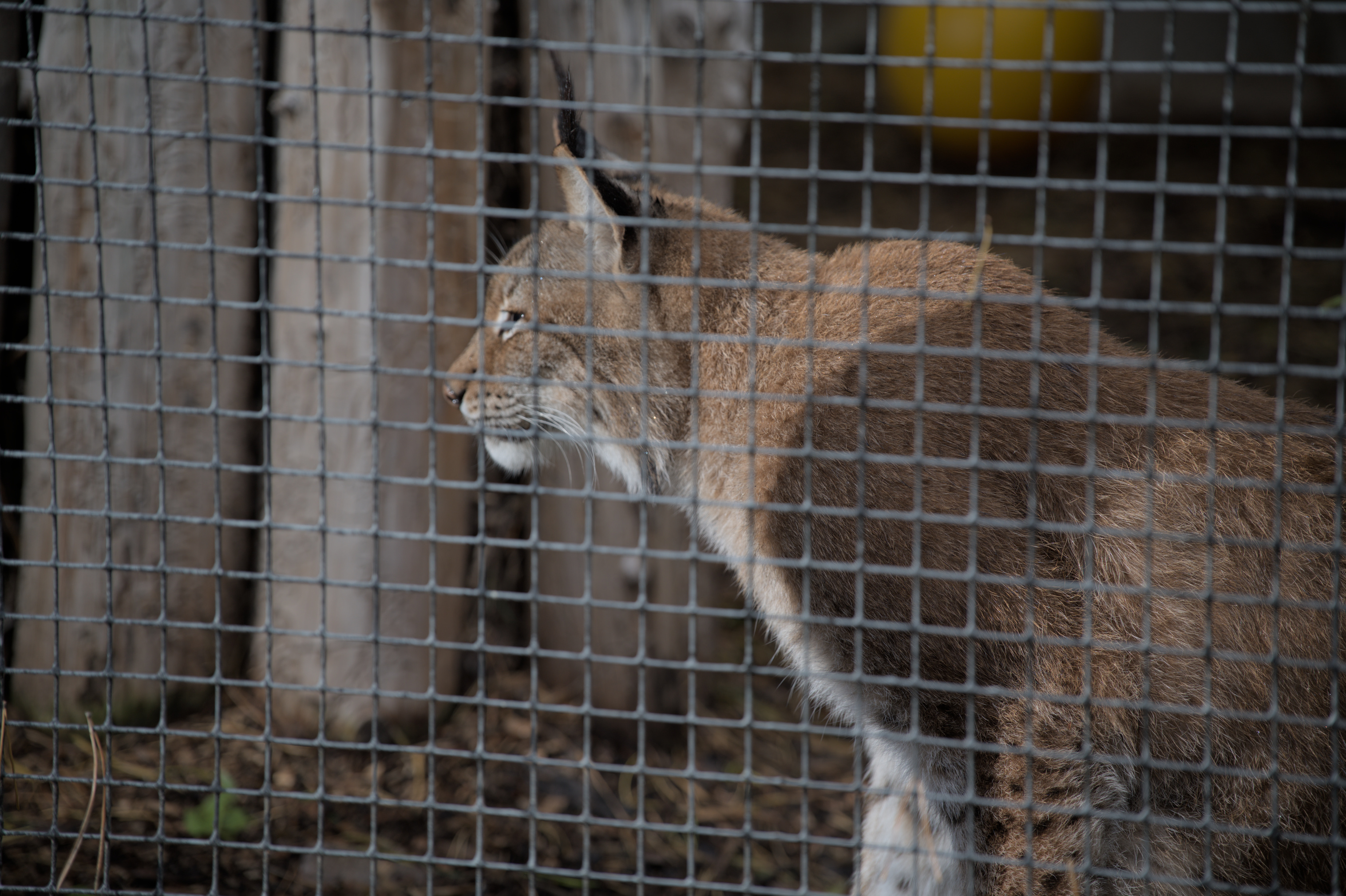 2025/10/12 - zoo/DSC_0352.jpg
